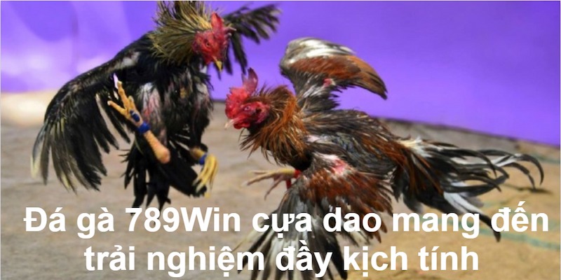 Đá gà 789WIN cựa dao mang đến trải nghiệm kịch tính